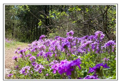 Spring flowers at Long Hunter State Park