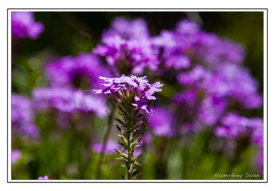 Spring flowers at Long Hunter State Park