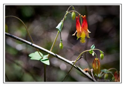 Spring flowers at Long Hunter State Park
