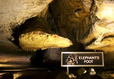 Elephant's foot