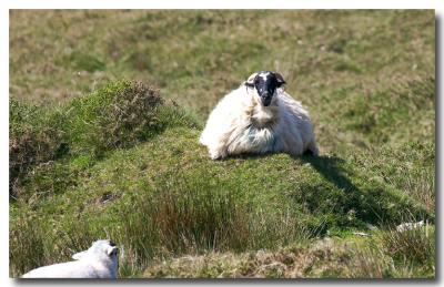 Sheep on Valentia