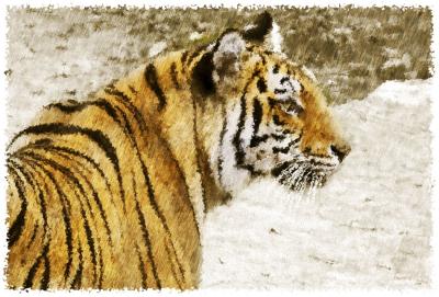 tiger art.jpg