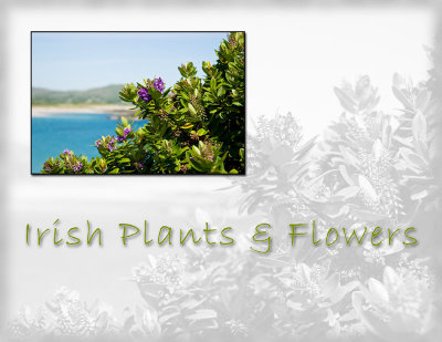 Irish Plants and Flowers