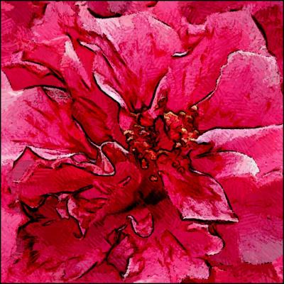 Hibiscus 2
