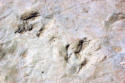 Prototrisauropus rectilineus footprints