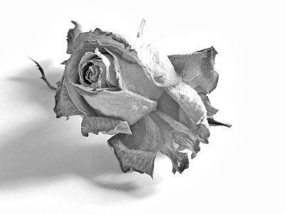 Dried Rose (Main 31st Place)