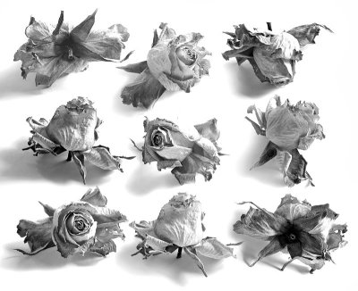 Dried Rose collage.jpg