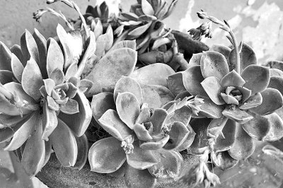 Flowering Succulents (Open 55th Place)