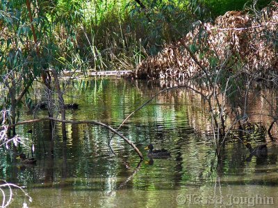 Ducks on the dam