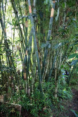 Bamboo Thicket