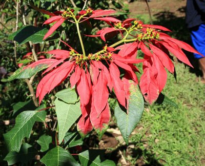 Poinsettia