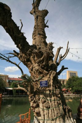 Mulberry Tree Planted in 1477