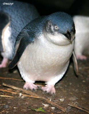 7805-little-penguin