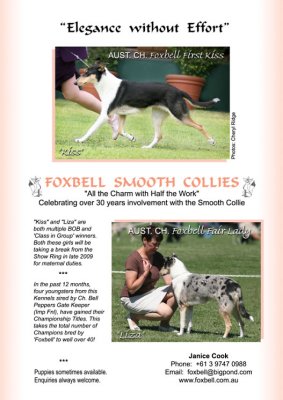 Ad layout and photography for Foxbell Smooth Collies