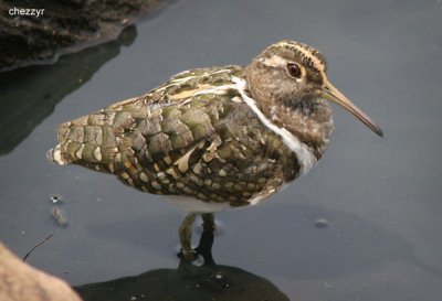 0792- painted snipe