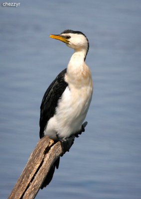 2160- cormorant