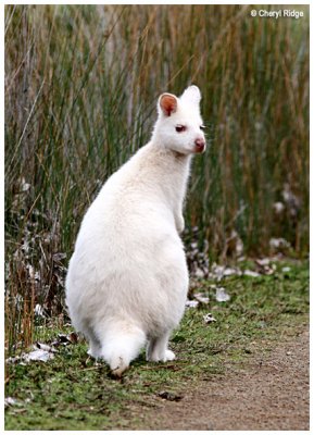 5779-bennetts white-wallaby