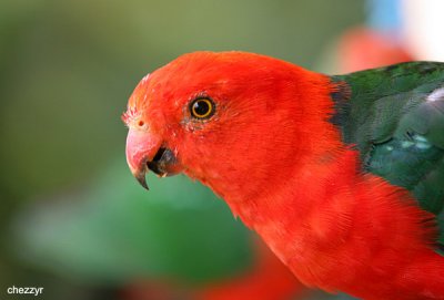 4126 -king-parrot (male)