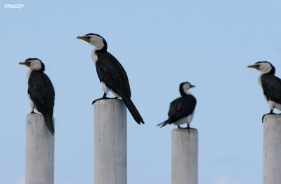 4567-cormorants