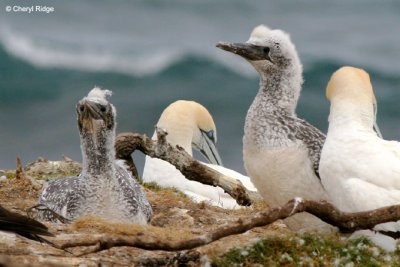 5332b-young-gannets