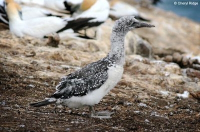 5398-young-gannet