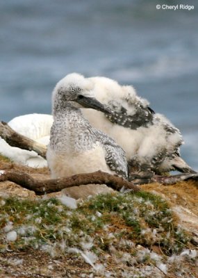 5413-young-gannet