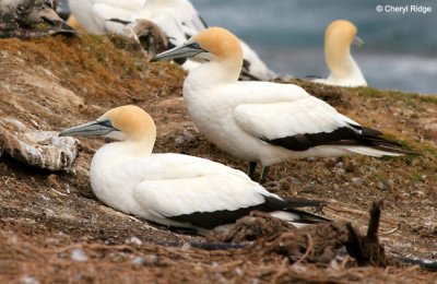 5378-gannets