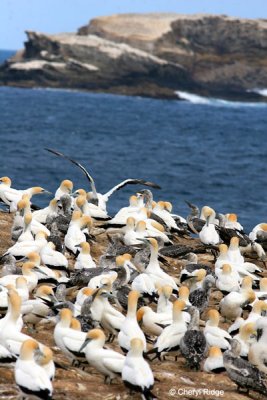Gannet colony images