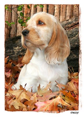 puppy amongst autumn leaves