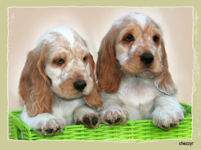 puppies in basket