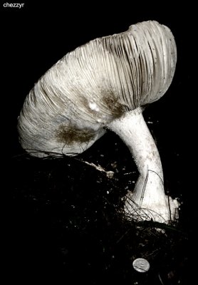 macedon-fungi-web.jpg