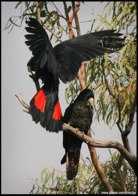 Red Tailed Black Cockatoo - NSW, Northern Territory and Qld