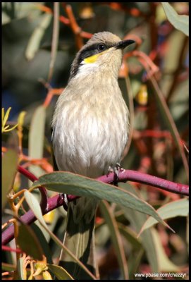 0078-singing-honeyeater.jpg