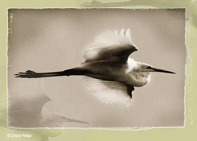 egret in flight