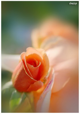 6824-rose.jpg