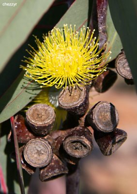 0042-lemon-flowered-gum.jpg