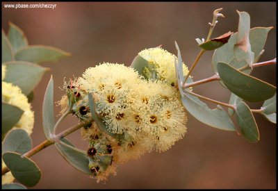 0285-flowers.jpg