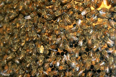 0220-ligurian-bees.jpg