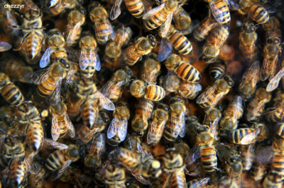 0226-ligurian-bees.jpg