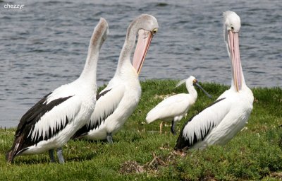 0742-pelicans.jpg