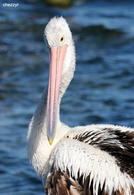 1291-pelican.jpg