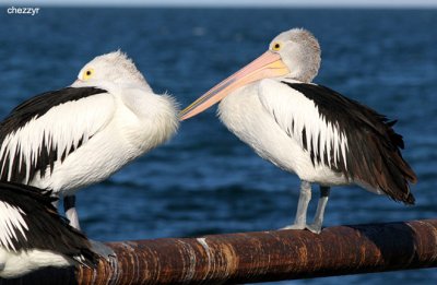 1298-pelicans.jpg