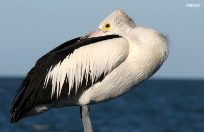 1300-pelican.jpg