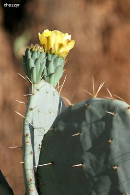 0086-cactus.jpg