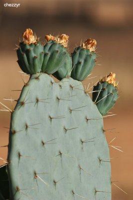 0087-cactus.jpg