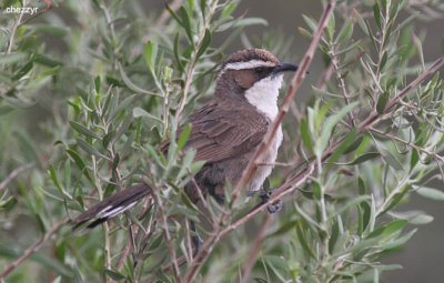 0262- white-browed-babbler