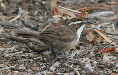 0265- white-browed-babbler