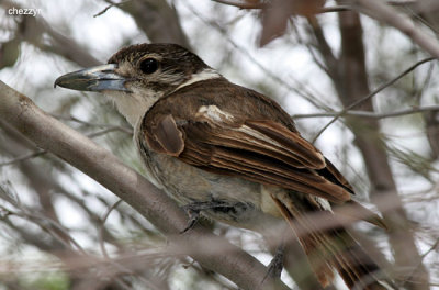 0184-butcherbird.jpg