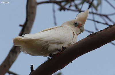 0423-corella.jpg