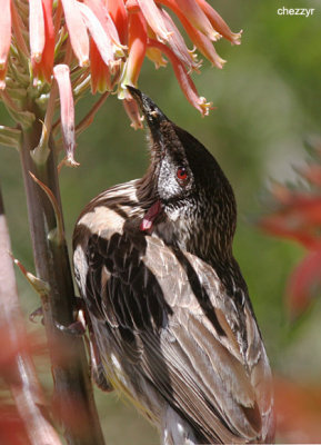 1223-wattlebird.jpg